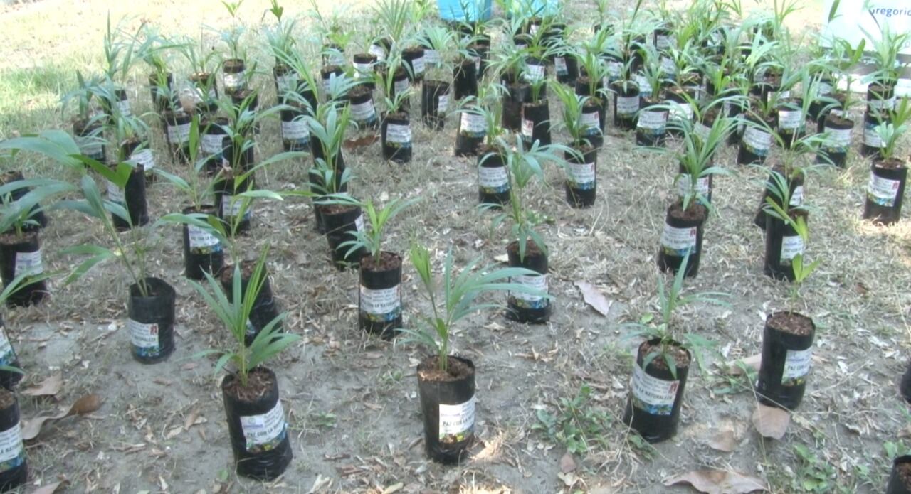 Creyentes católicos viven el Domingo de
Ramos con palmas arecas entregadas por Corponor