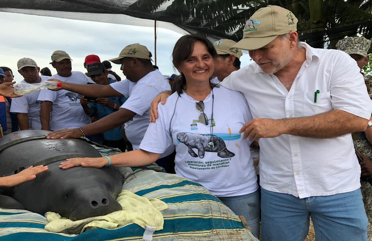La bióloga marina Dalila Caicedo y su esposo Mauricio Jaramillo en el rescate de un manatí antillano.