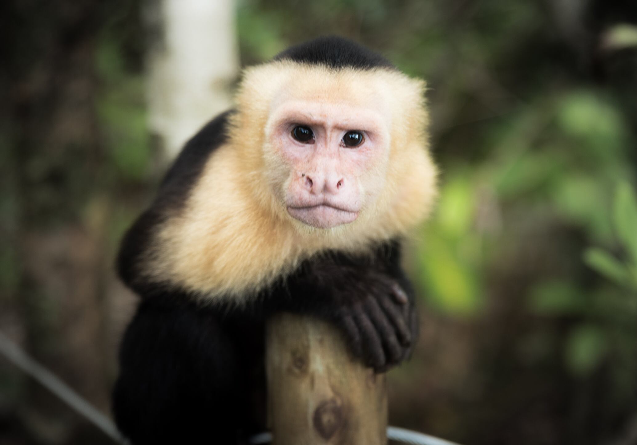 Los monos capuchinos son otros de los primates que los humanos han querido domesticar. De hecho, un ejemplar de 14 semanas fue uno de los regalos que recibió el cantante Justin Bieber en su cumpleaños número 19. En Colombia, su población se concentra en la costa del Pacífico, la cordillera occidental, el Urabá antioqueño y las riberas de los ríos Magdalena, Cauca y San Jorge en la región Caribe.