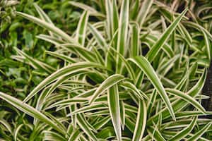 El significado de esta planta es muy importante para algunas personas.