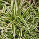 El significado de esta planta es muy importante para algunas personas.