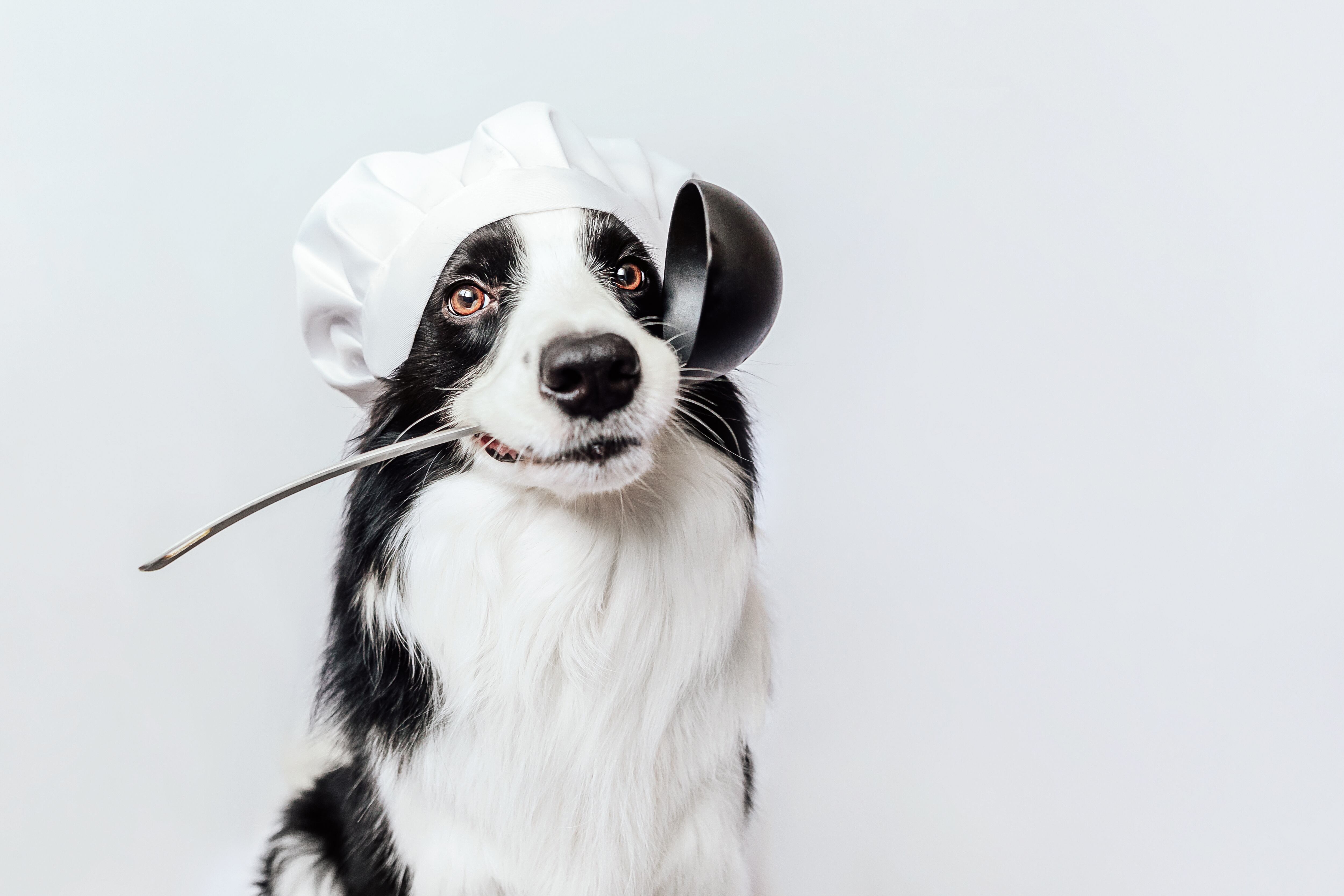 Funny puppy dog border collie in chef cooking hat holding kitchen spoon ladle in mouth isolated on white background. Chef dog cooking dinner. Homemade food restaurant menu concept. Cooking process