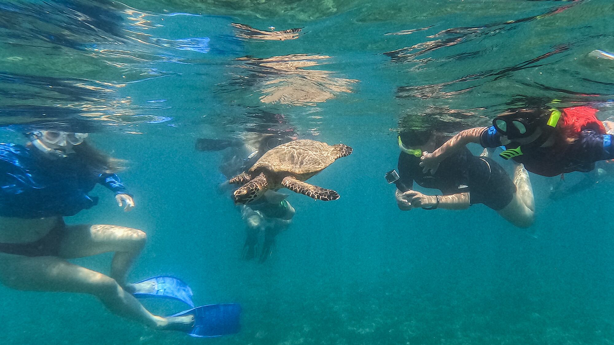 Una tortuga marina nada rodeada de turistas cerca de la isla Coiba, Panamá. Jueves 7 de agosto de 2025.
