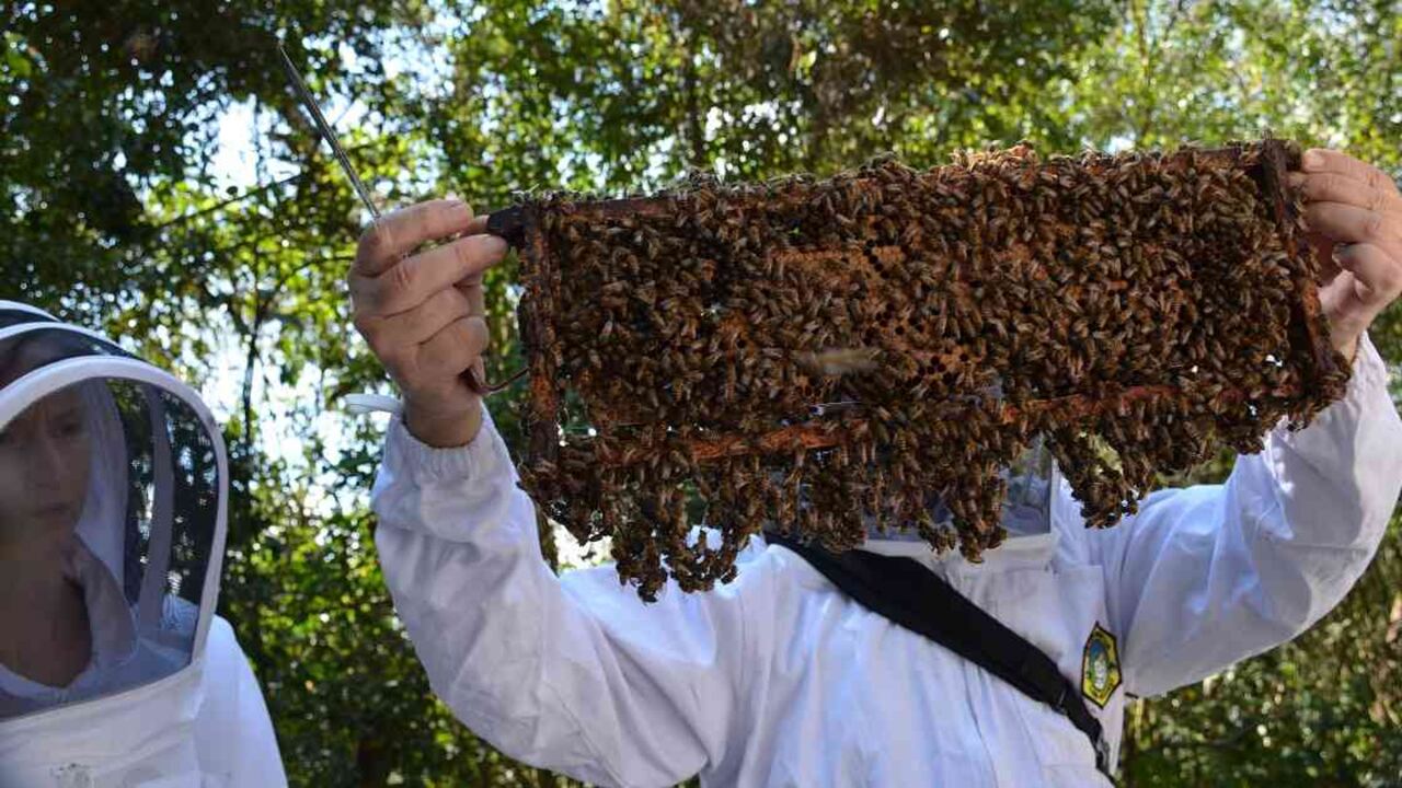 El proyecto apícola lleva un año de implementación. Foto: cortesía BBVA