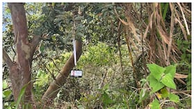 Carné de Mateo Pérez Rueda fue hallado colgado de la rama de un árbol en zona boscoza de Briceño, Antioquia.