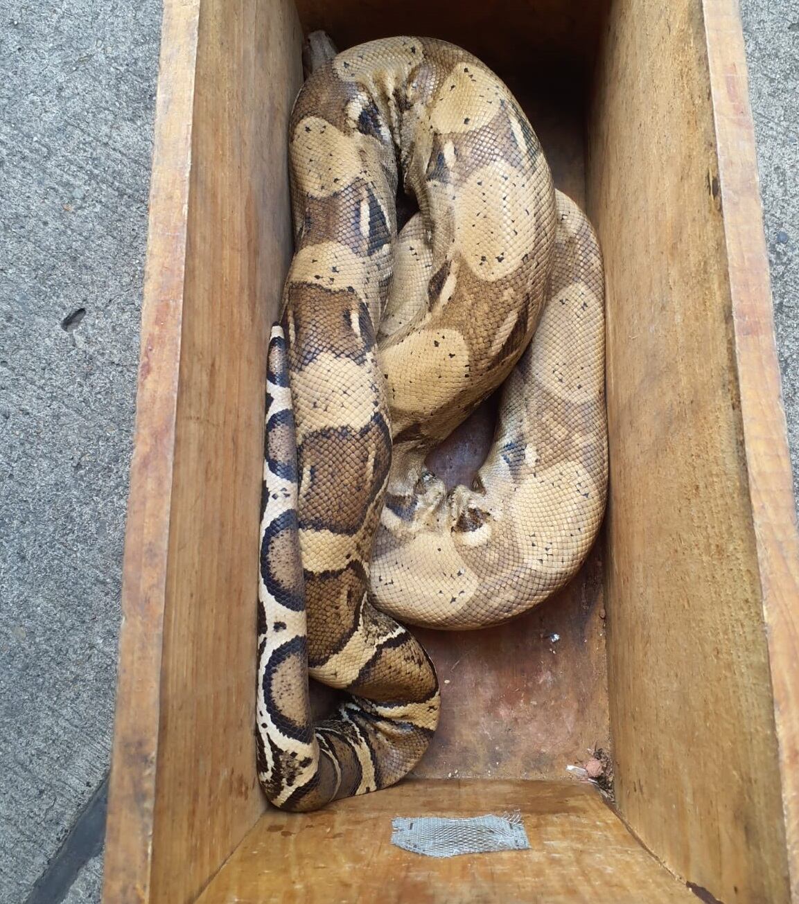 Impresionante: una boa constrictor apareció en la Buitrera en Cali; el animal habría sido domesticado.