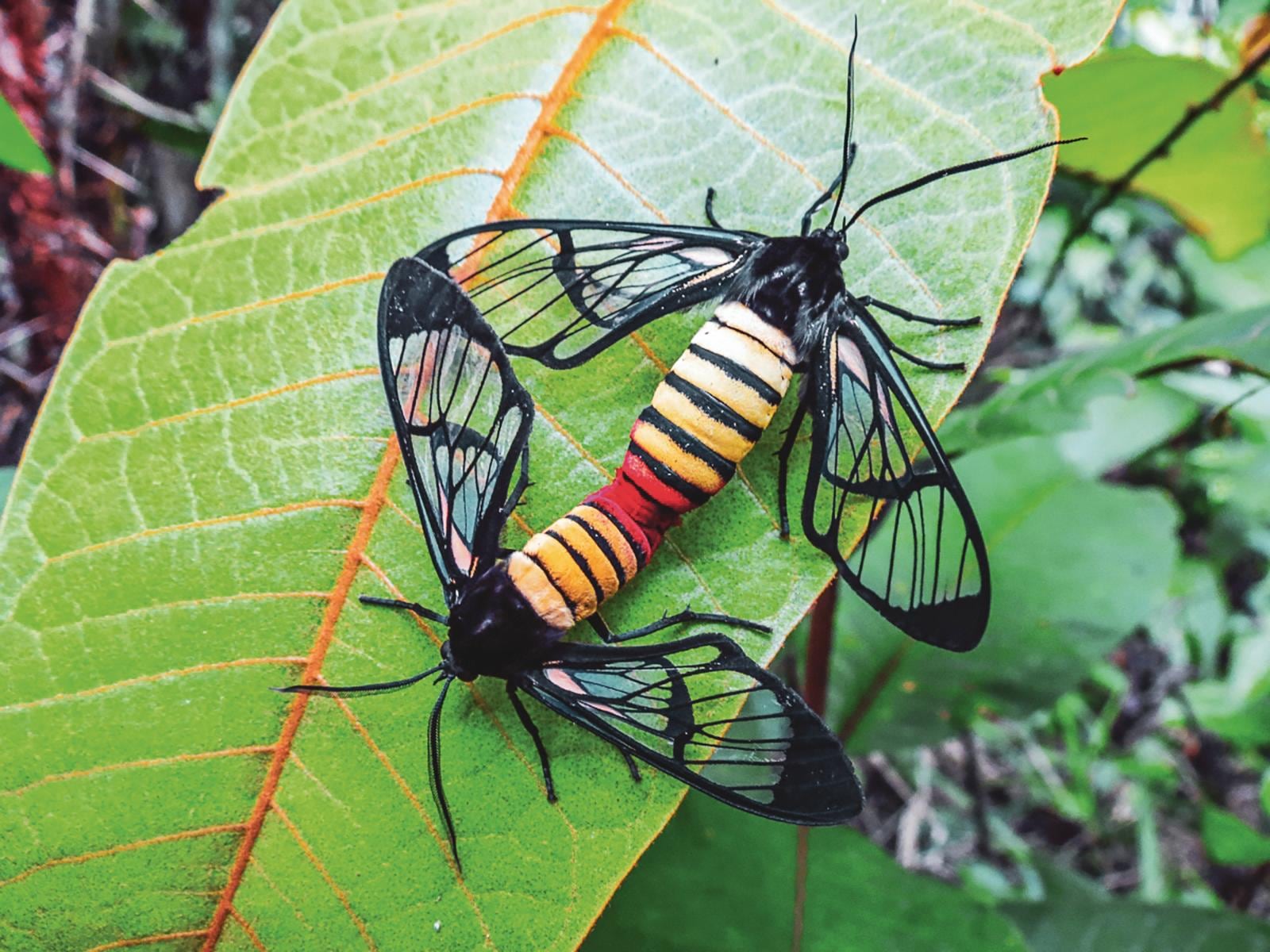 Tigridania magdalenae.