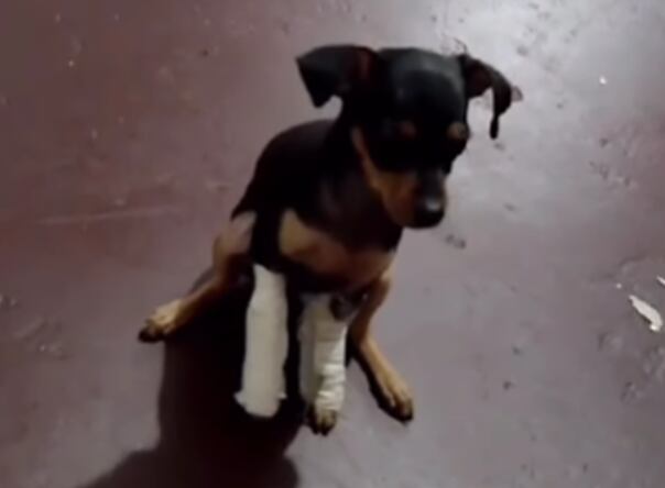 El animal sufrió fractura en una de sus paticas.