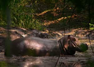 Documental Pepe, el hipopótamo
