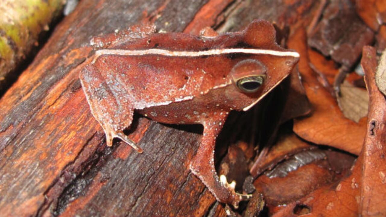 Esta es la especie 'Rhinella proboscidea'.