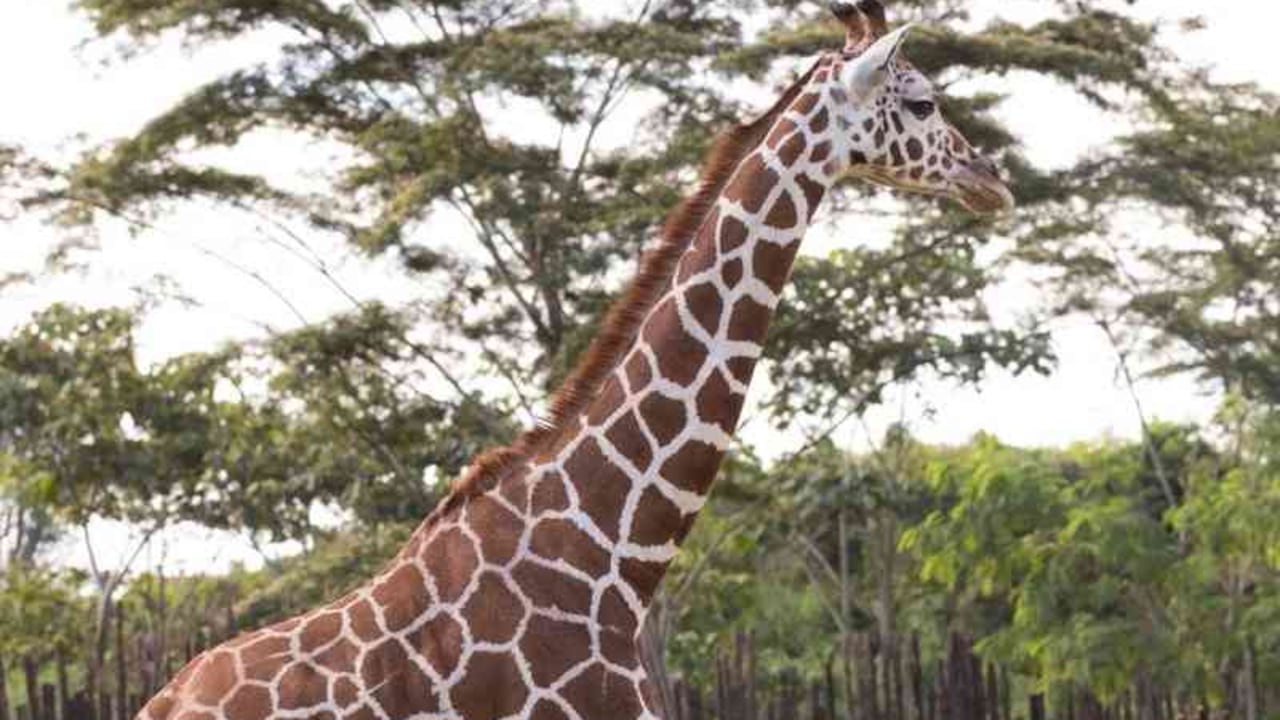 La jirafa Perla, de 14 meses, murió por el estrechamiento del diámetro interno de su intestino. Foto Cortesía: Bioparque Ukumarí de Pereira.