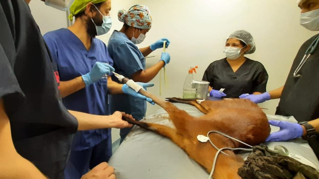 Cirugía a venado hallado en Bogotá.