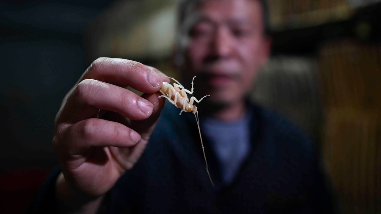 En China es una tendencia criar las cucarachas en masa cómo modelo de negocio. Foto: AFP