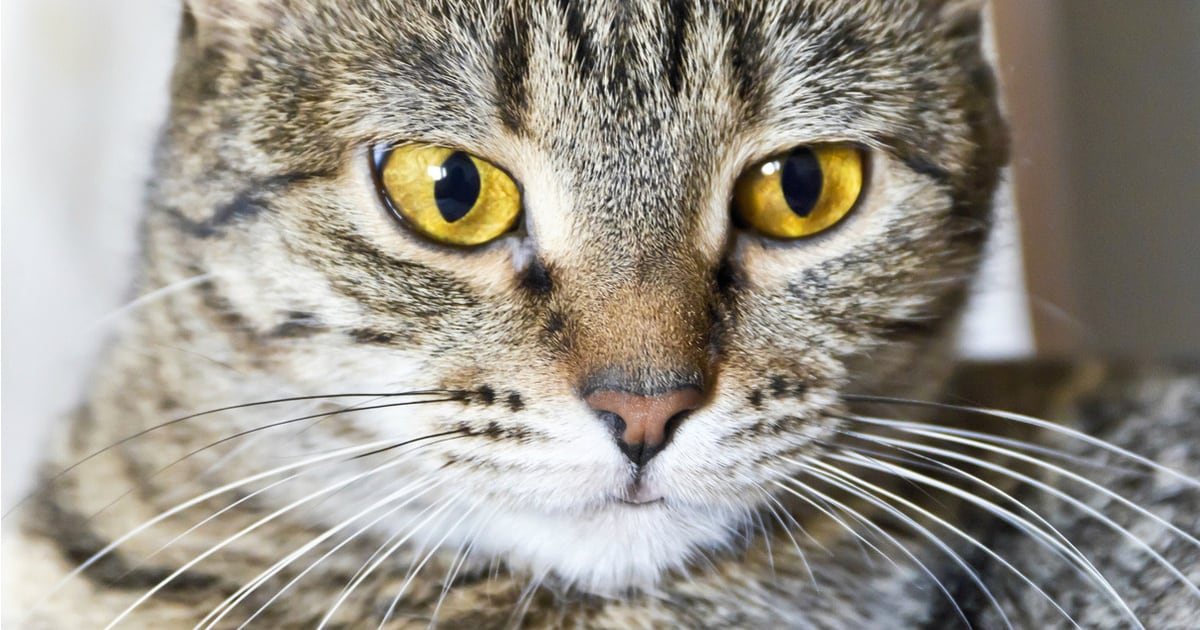 Los bigotes de los gatos