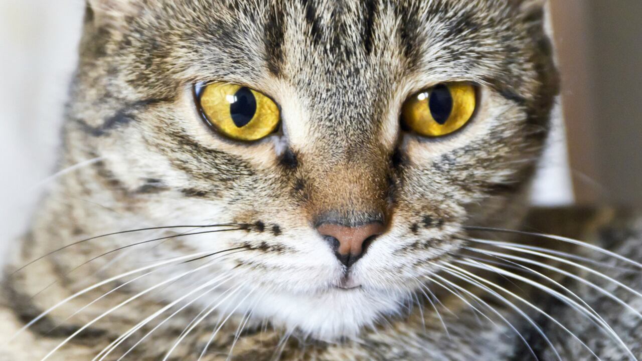 Los bigotes de los gatos