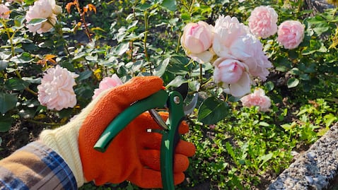 Mantener las flores en buen estado depende, en gran medida, de brindarles los cuidados adecuados.