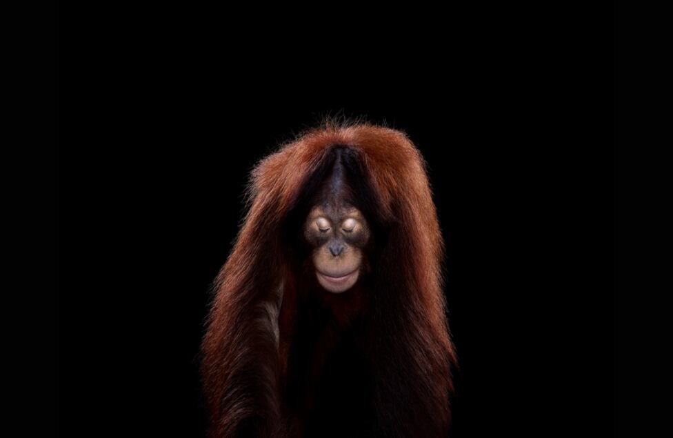 La pose de este chimpancé resulta tan humana como la de una persona.
