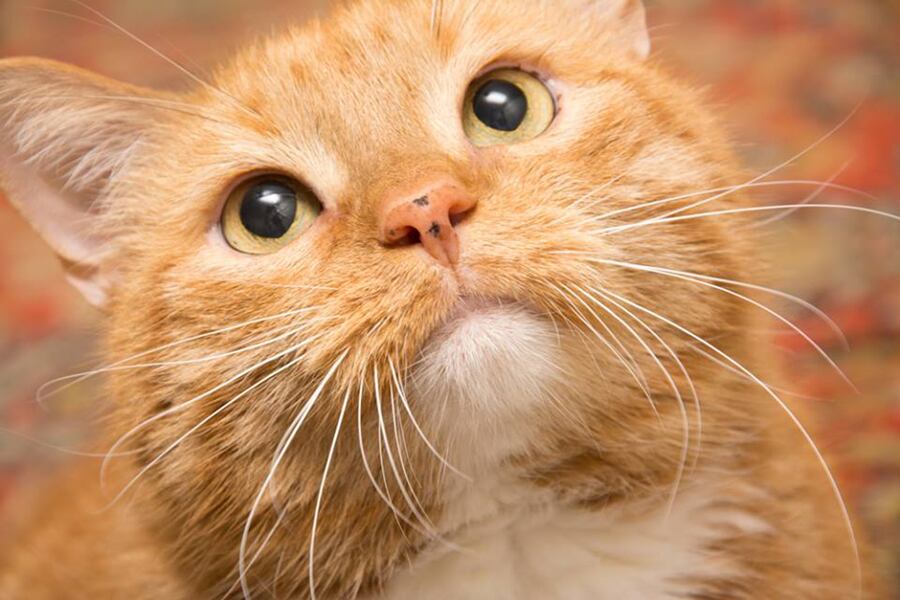 Petrova heredó al minino después de la muerte de su madre, y en medio del dolor por su perdida, empezó a tomarle fotos. Al revisarlas, se dio cuenta de lo expresivo que era Zarathustra.