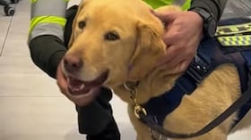 Zeus, perro policía