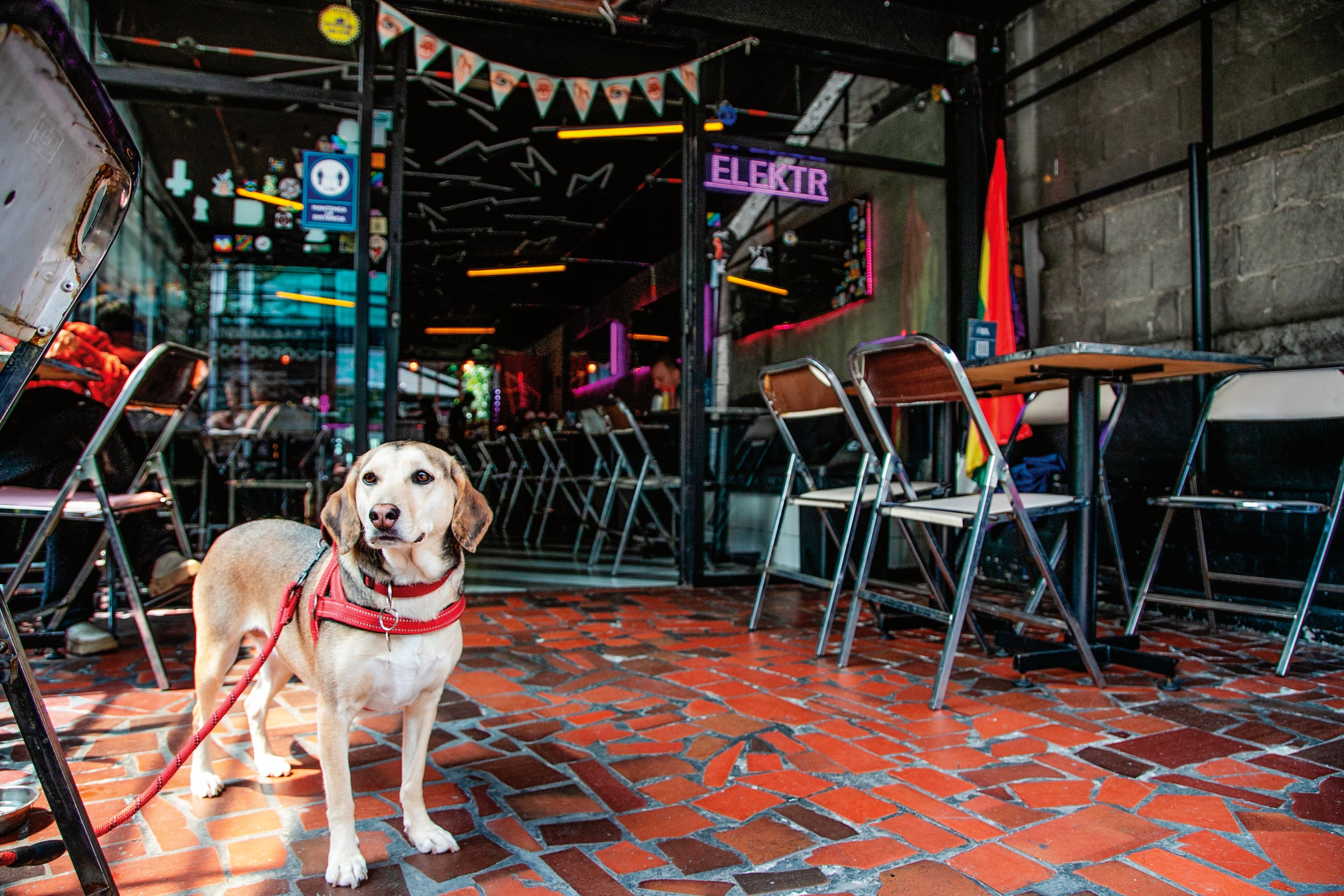 Lugares Pet Friendly Elektra