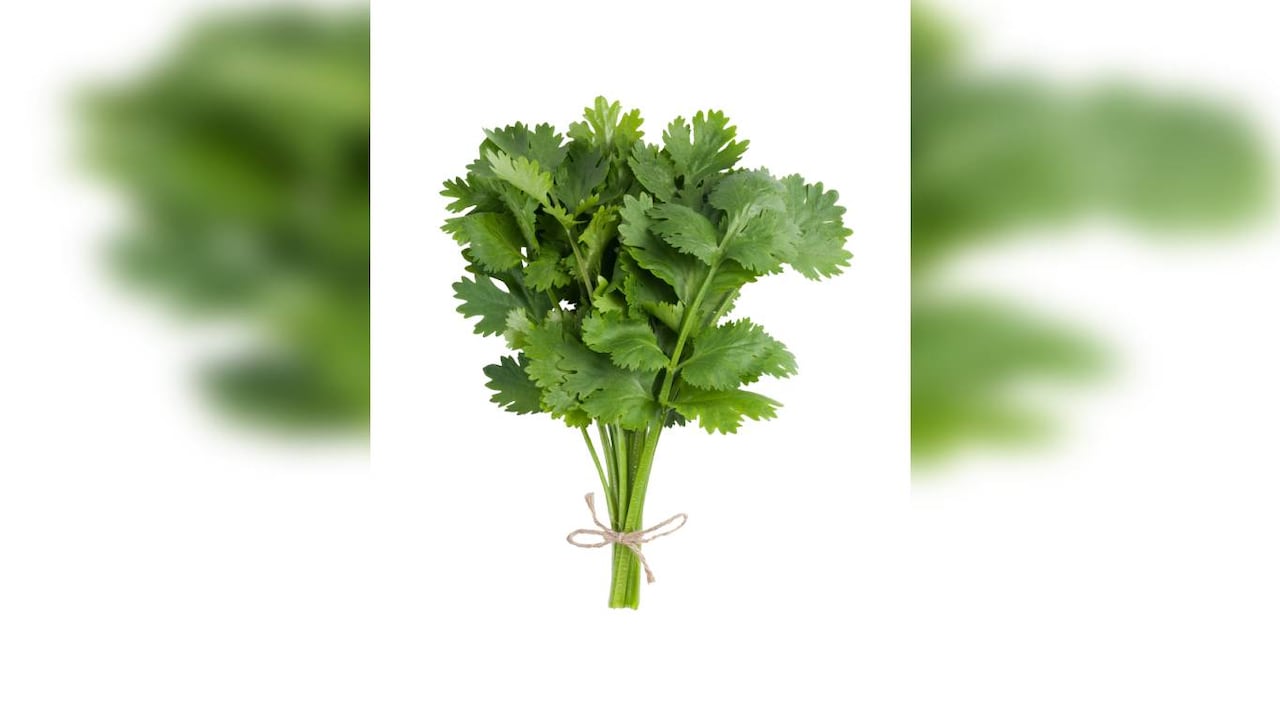 El cilantro al igual que el perejil disminuyen los niveles de colesterol en la sangre, favorece la digestión y acelera el metabolismo.
