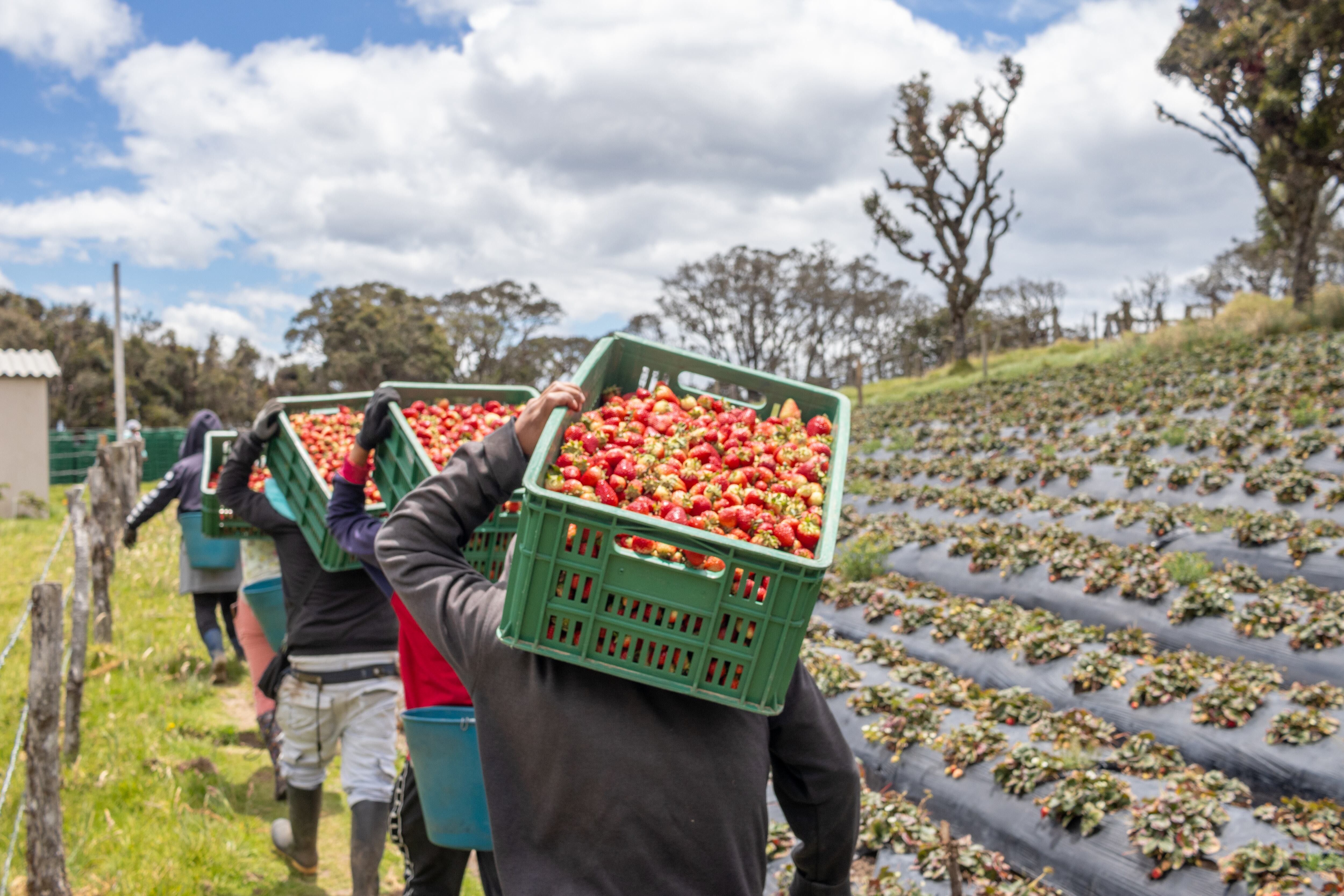 Cerca de 1.300 toneladas de fresa se producen en Sotará cada año.