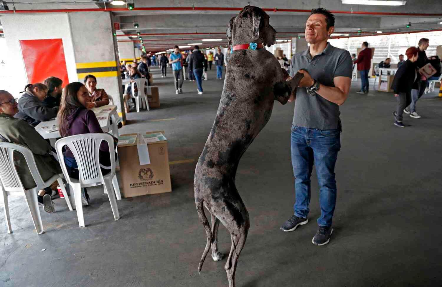 La jornada electoral estuvo acompañada de tiernas imágenes de votantes que asistieron a las urnas acompañados de sus mascotas. Los perros fueron protagonistas de estas elecciones en donde Colombia eligió a sus gobiernos locales y departamentales. Foto: León Darío Peláez