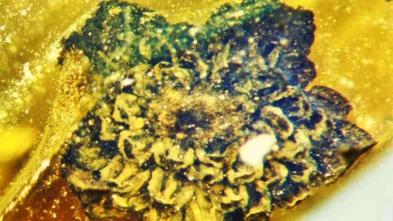 La nueva flor tiene una copa floral hueca en forma de huevo y una capa exterior que consta de seis componentes en forma de pétalos conocidos como tépalos. Foto: DPA vía Europa Press - Mundo hoy.