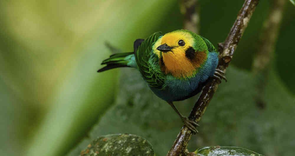La clorocrisa o tángara multicolor ha encontrado en el Valle del Cauca un entorno óptimo para vivir.