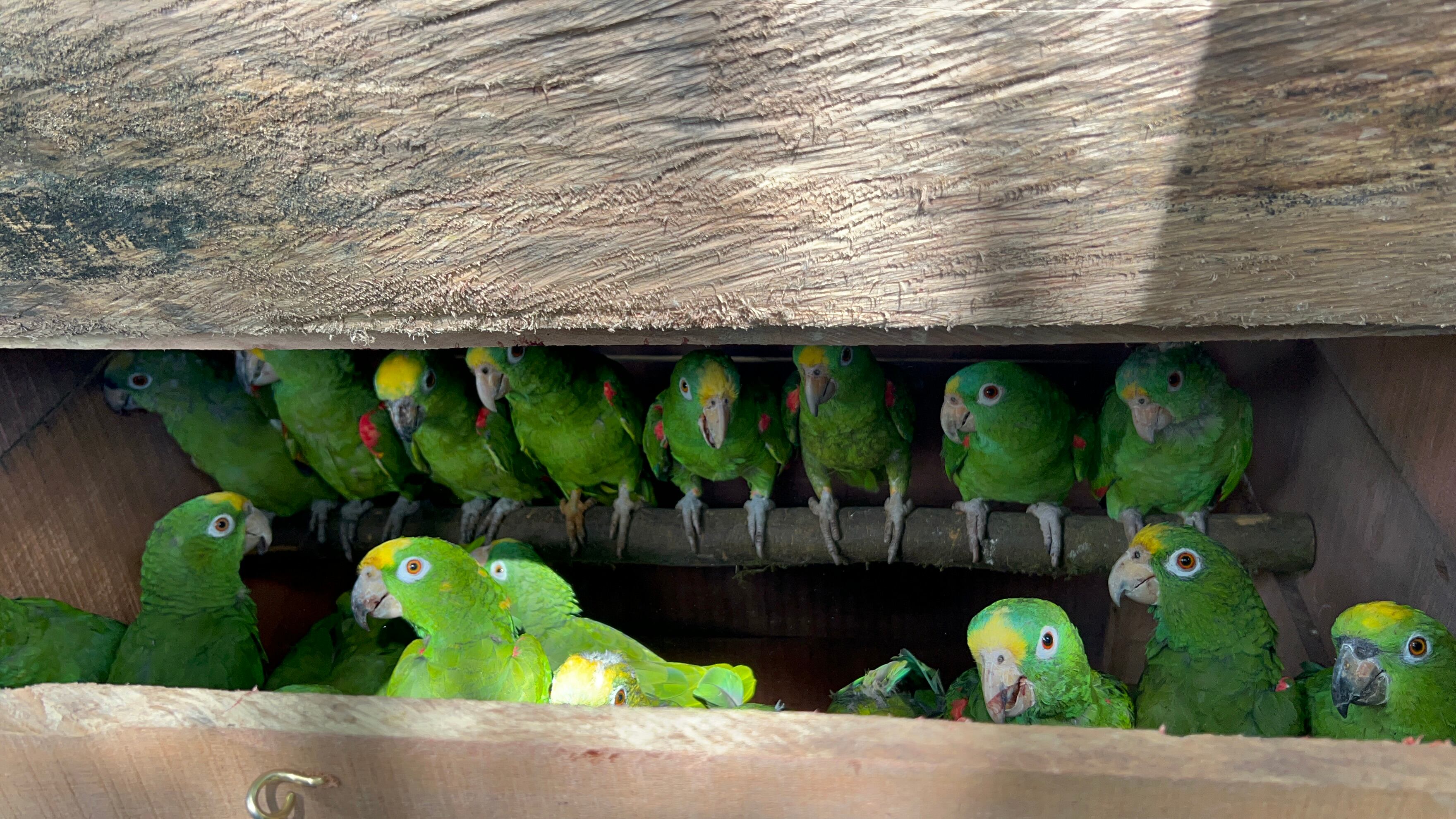445 animales que fueron rescatados en Risaralda, serán rehabilitados y liberados en Casanare.
