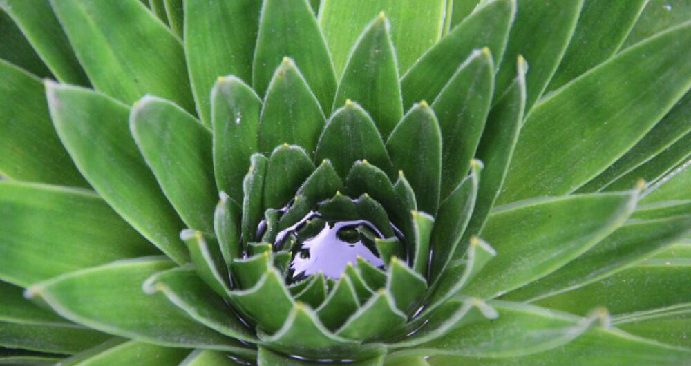 El páramo de Guacheneque cuenta con más de 270 especies de plantas, un ramillete que incluye diversos tipos de frailejones.