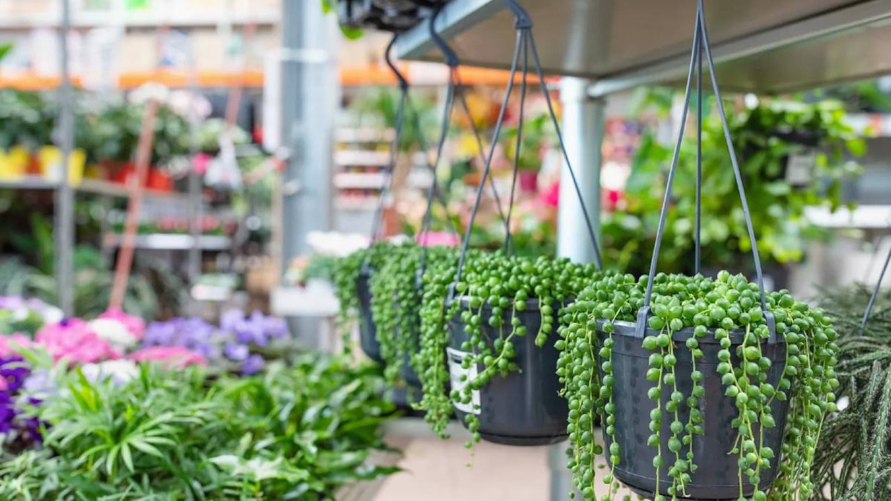 La planta de rosario ayuda a purificar el aire y ayuda a decorar un hogar.