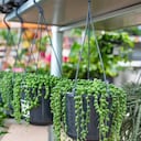 La planta de rosario ayuda a purificar el aire y ayuda a decorar un hogar.