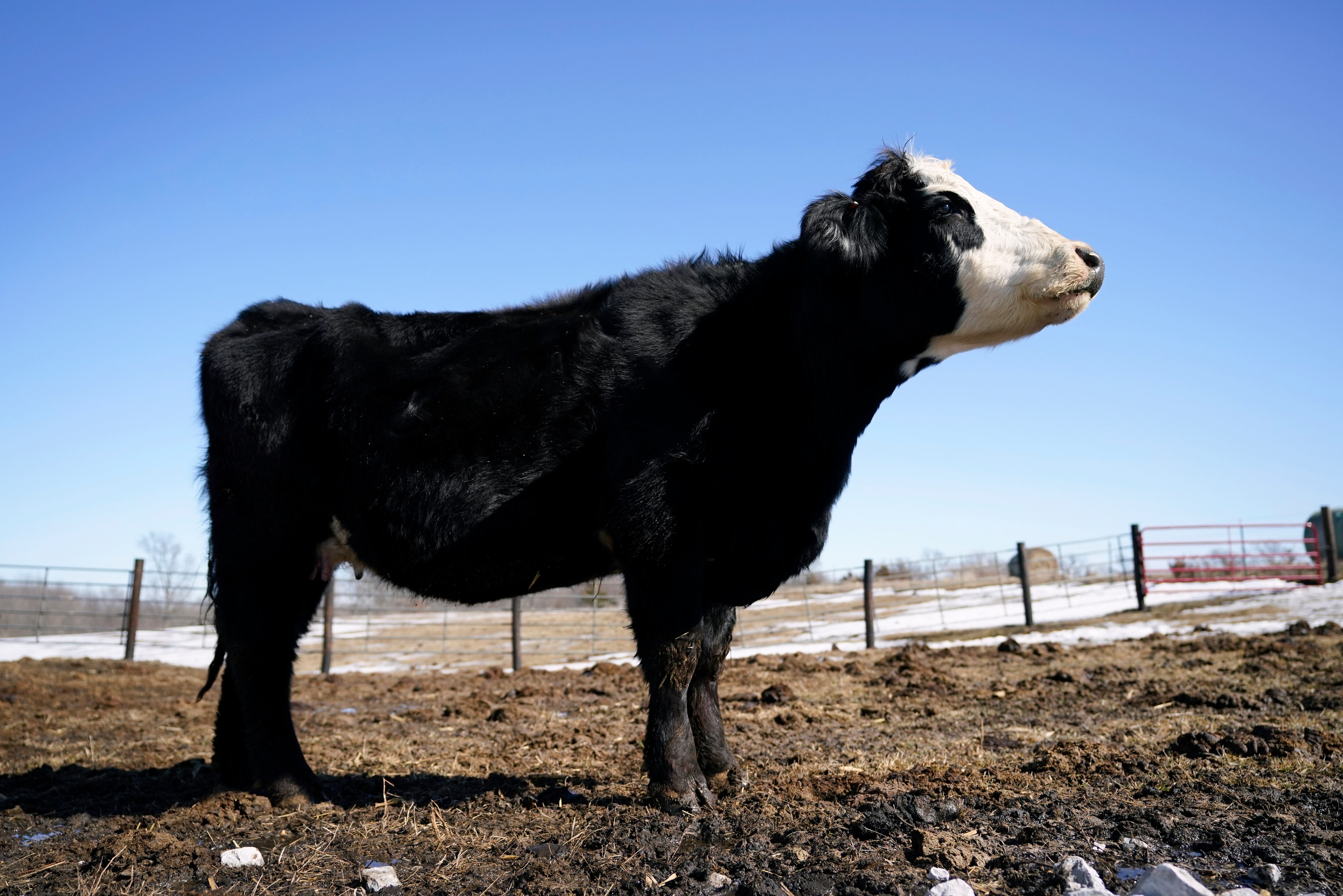 Exportaciones de carne, despojos y animales vivos en enero fue las más alta en el último cuatrienio