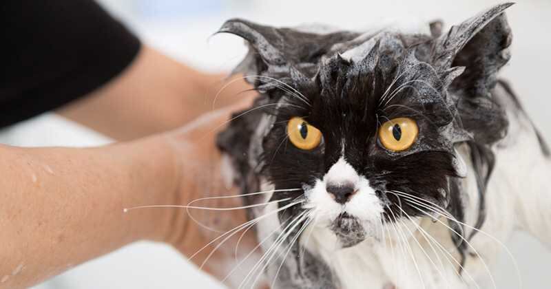 Bañar al gato evita problemas de alergias o infecciones.