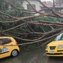 Un árbol cayó sobre un vehículo tipo taxi. Afortunadamente, ninguna vida se vio afectada en este incidente.