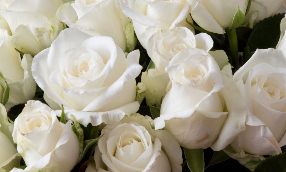 Rosas blancas
