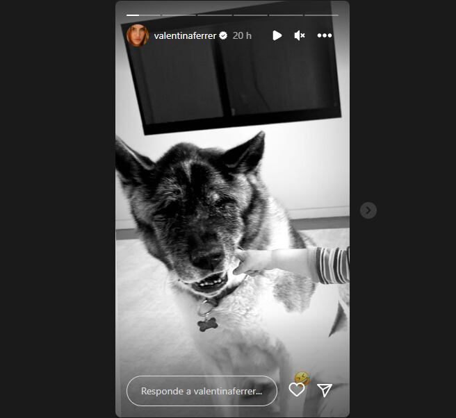 Enzo, el perro de J Balvin y Valentina Ferrer
