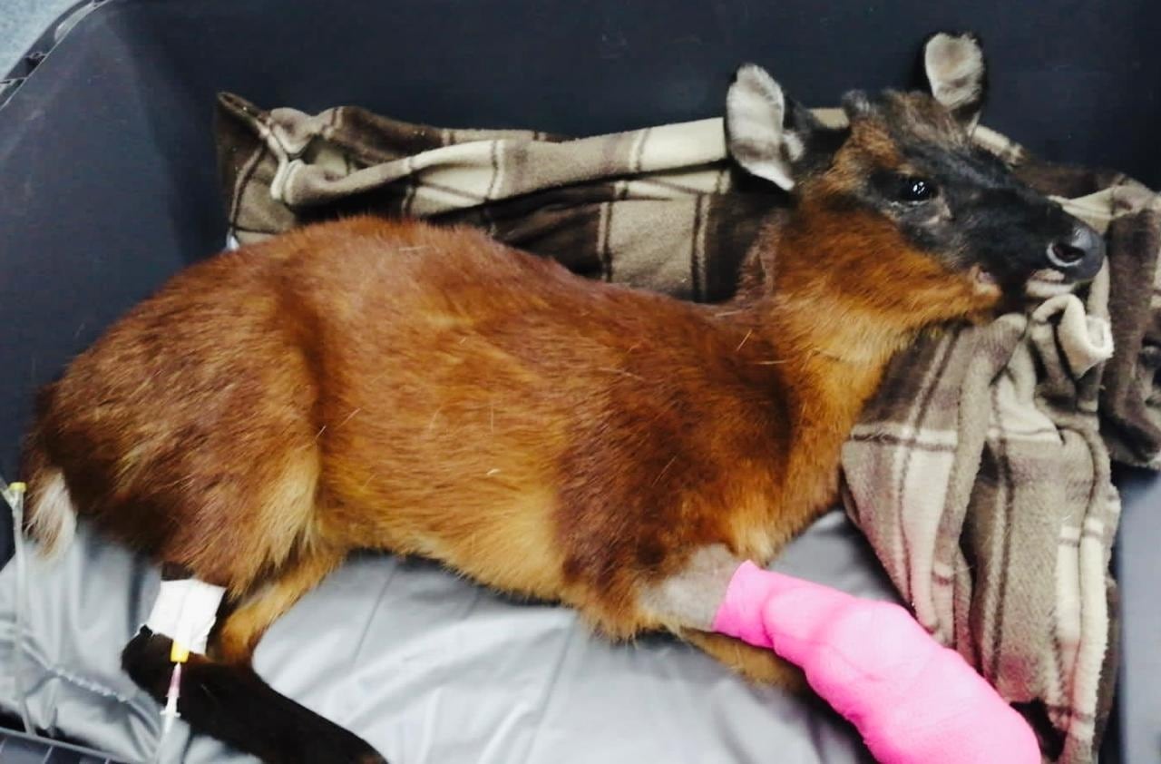 Cirugía a venado hallado en Bogotá