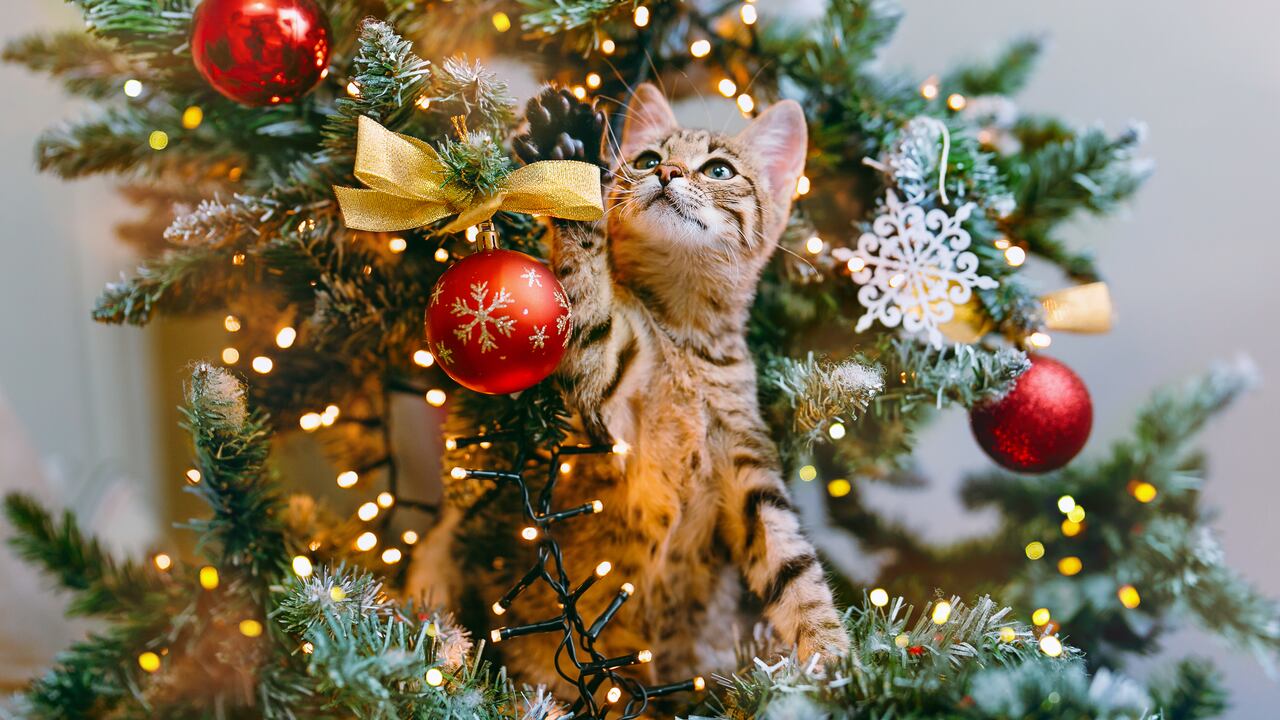 The cat in Santa hat looks out from the branches of a beautifully decorated Christmas tree with red glass balls and garlands of lights. Copy space