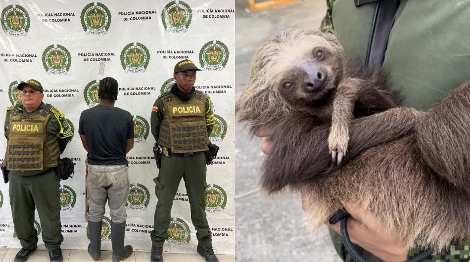 Hombre es sorprendido con un oso calcinado en sus pertenencias. Imagen de referencia.