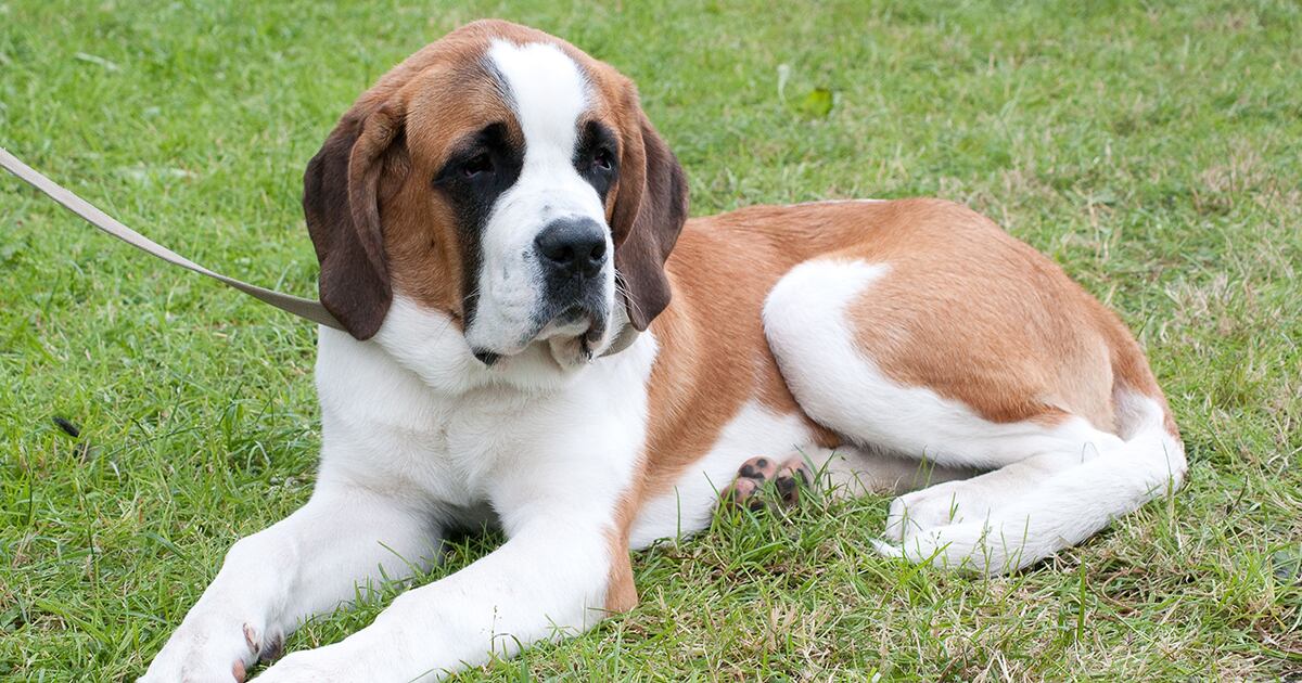 Los perros más pesados tienden a ser menos agresivos, según los investigadores.