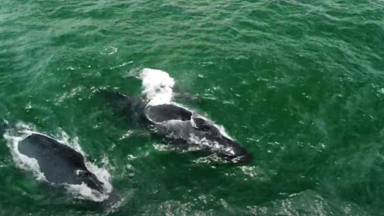 Espectáculo marino en el Pacífico colombiano