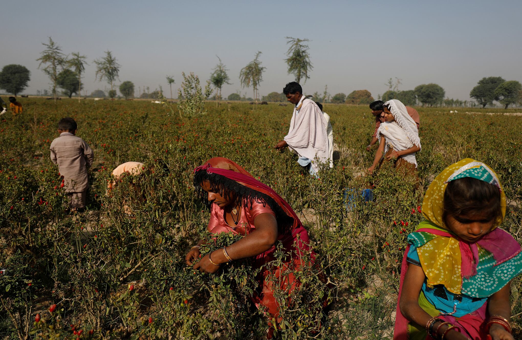 En Imágenes : Los agricultores pakistaníes luchan una batalla perdida para salvar la cosecha de chile