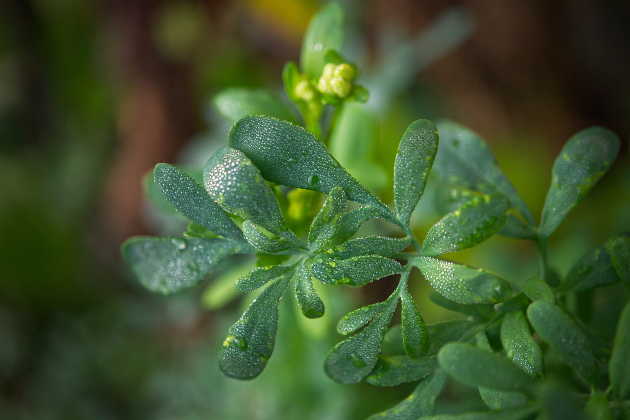 Aroma de limpieza y protección: La ruda en el hogar para sentir la diferencia.
