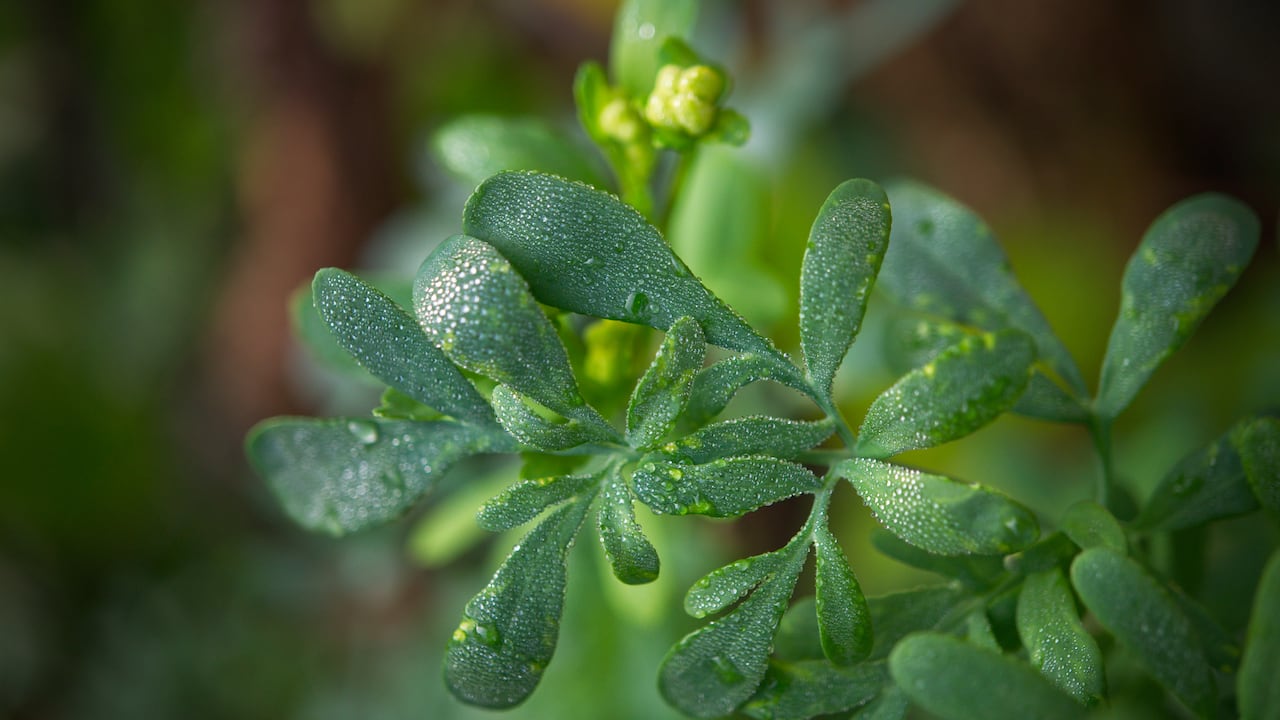 Aroma de limpieza y protección: La ruda en el hogar para sentir la diferencia.
