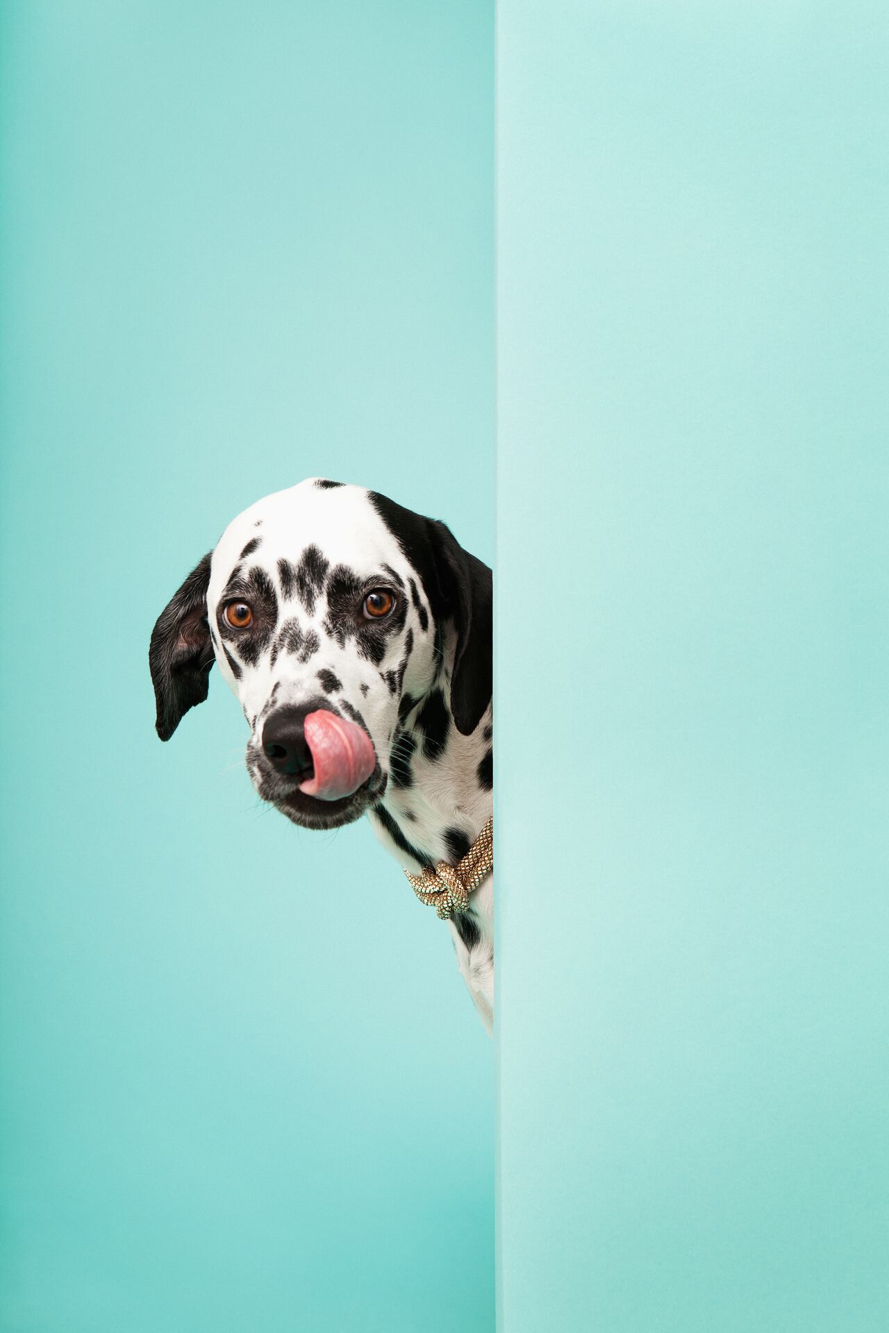 Perro - Dálmata