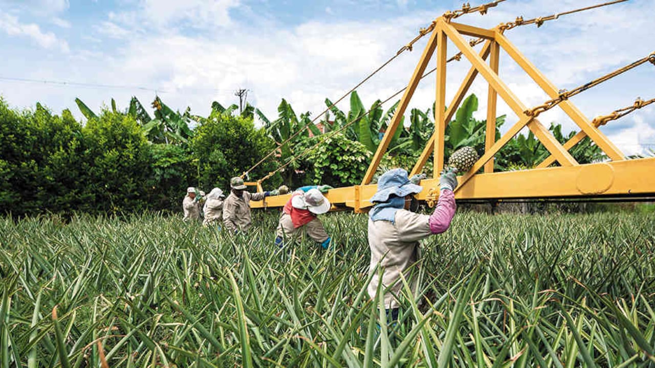 El sector rural será una de las próximas apuestas y desarrollos de esta organización.
