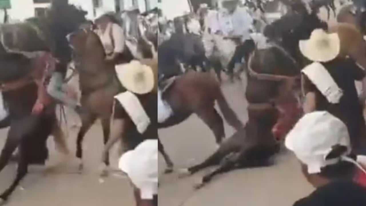 Colapso y muerte de un caballo en la cabalgata desatan ola de indignación.