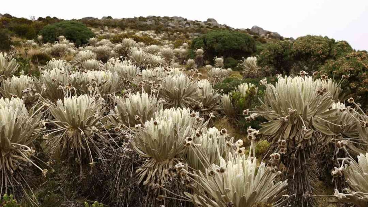 Ambientalistas, políticos y opositores insisten en que la Anla tiene los argumentos necesarios para negar la licencia ambiental del proyecto Soto Norte que impulsa Minesa en inmediaciones al páramo de Santurbán. Foto: Guillermo Torres / Semana - Colombia hoy